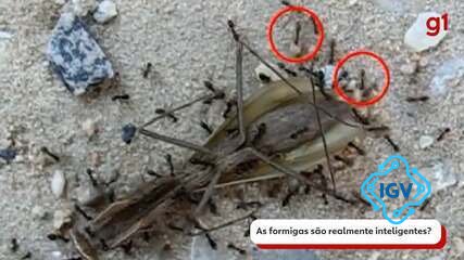 Imagem de capa para A Surpreendente Inteligência das Formigas e o que elas Podem Ensinar a Nós