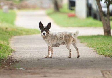 Imagem de capa para Porto Alegre Pode Reconhecer Cães Comunitários como Parte da Cidade
