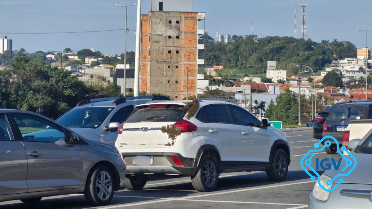 Imagem de capa para Enxame de abelhas em estacionamento da Havan em Barra Velha chama atenção e gera alerta