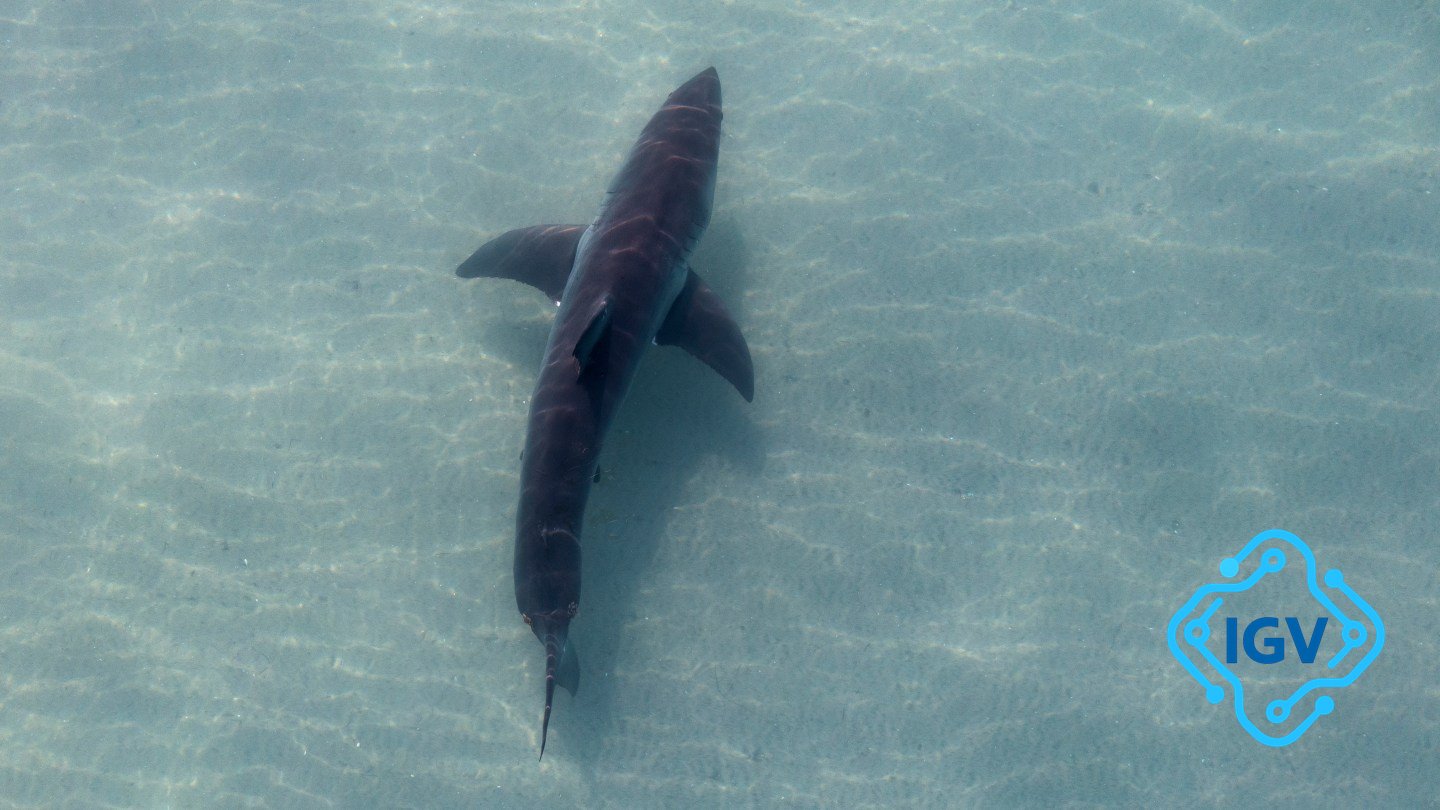 Imagem de capa para Shark Week 2025: A Semana do Cágado Que Você Não Pode Perder