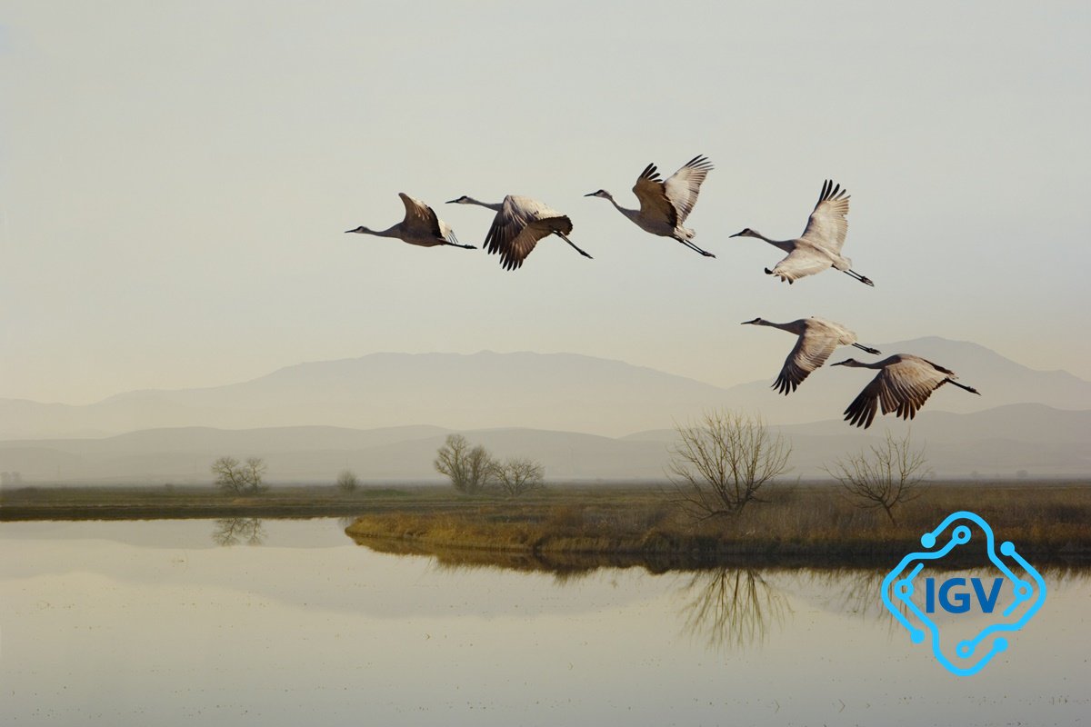 Imagem de capa para Migração das Aves: Descubra Comoelas Voam Sem Se Perder