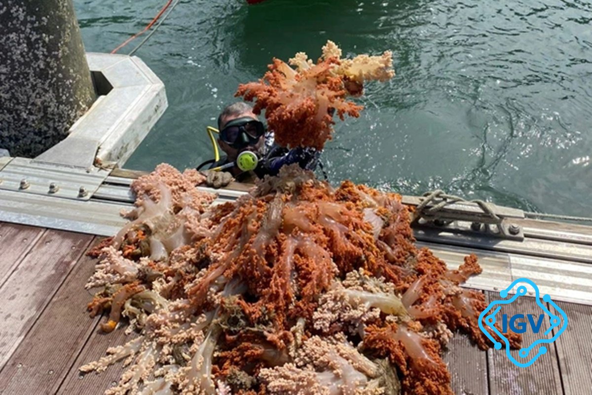 Imagem de capa para Operação remove mais de cinco toneladas de espécie invasora de corais da Baía de Todos os Santos