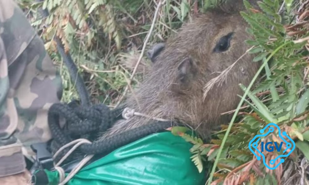 Imagem de capa para Resgate Sombrio: Capivara Presa em Penhasco de 50 Metros é Salvada em Florianópolis