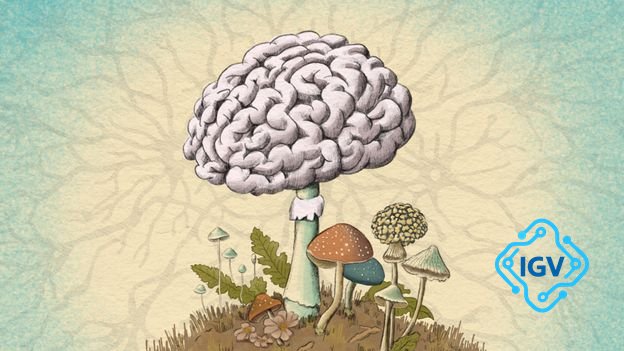 Imagem de capa para Fungos dentro do corpo humano: Descobertas sobre sua influência na saúde mental e doenças neurodegenerativas