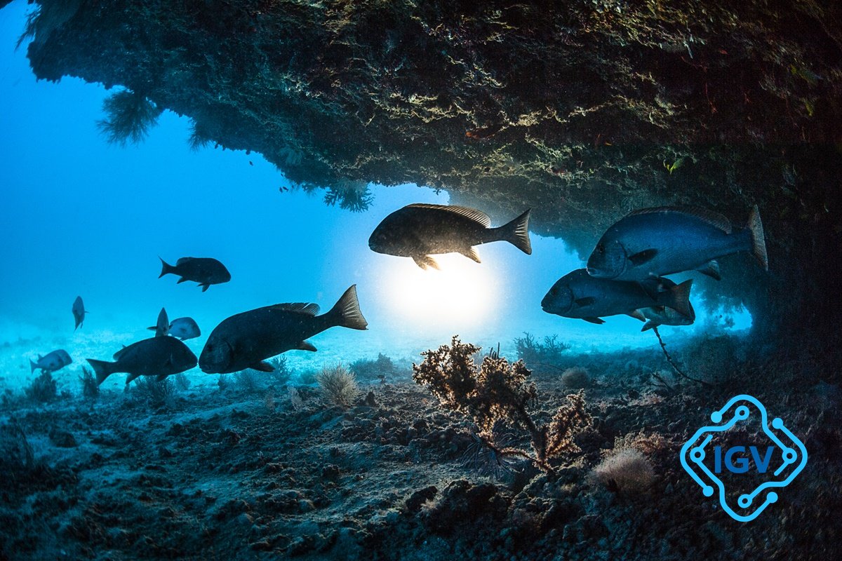 Imagem de capa para Descobra como os peixes dormem e descansam: a biologia do sono aquático